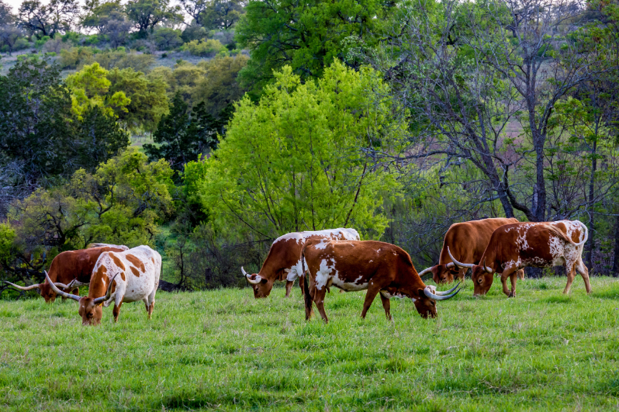 Texas Longhorns grazing on green grass.